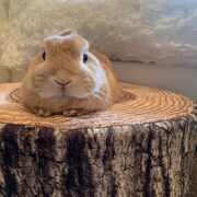 お耳を折り畳むドワフちゃん。