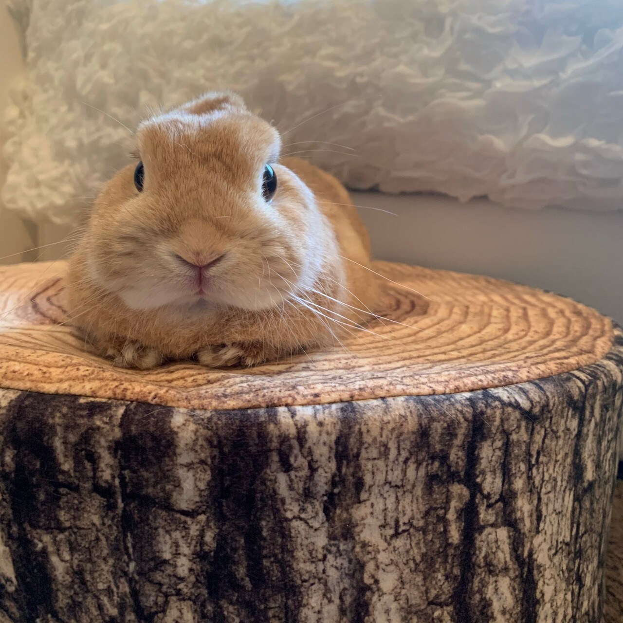 お耳を折り畳むドワフちゃん。