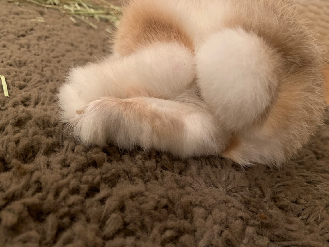 ドワフちゃんの丸いしっぽと、白い靴下を履いているかのような足。
