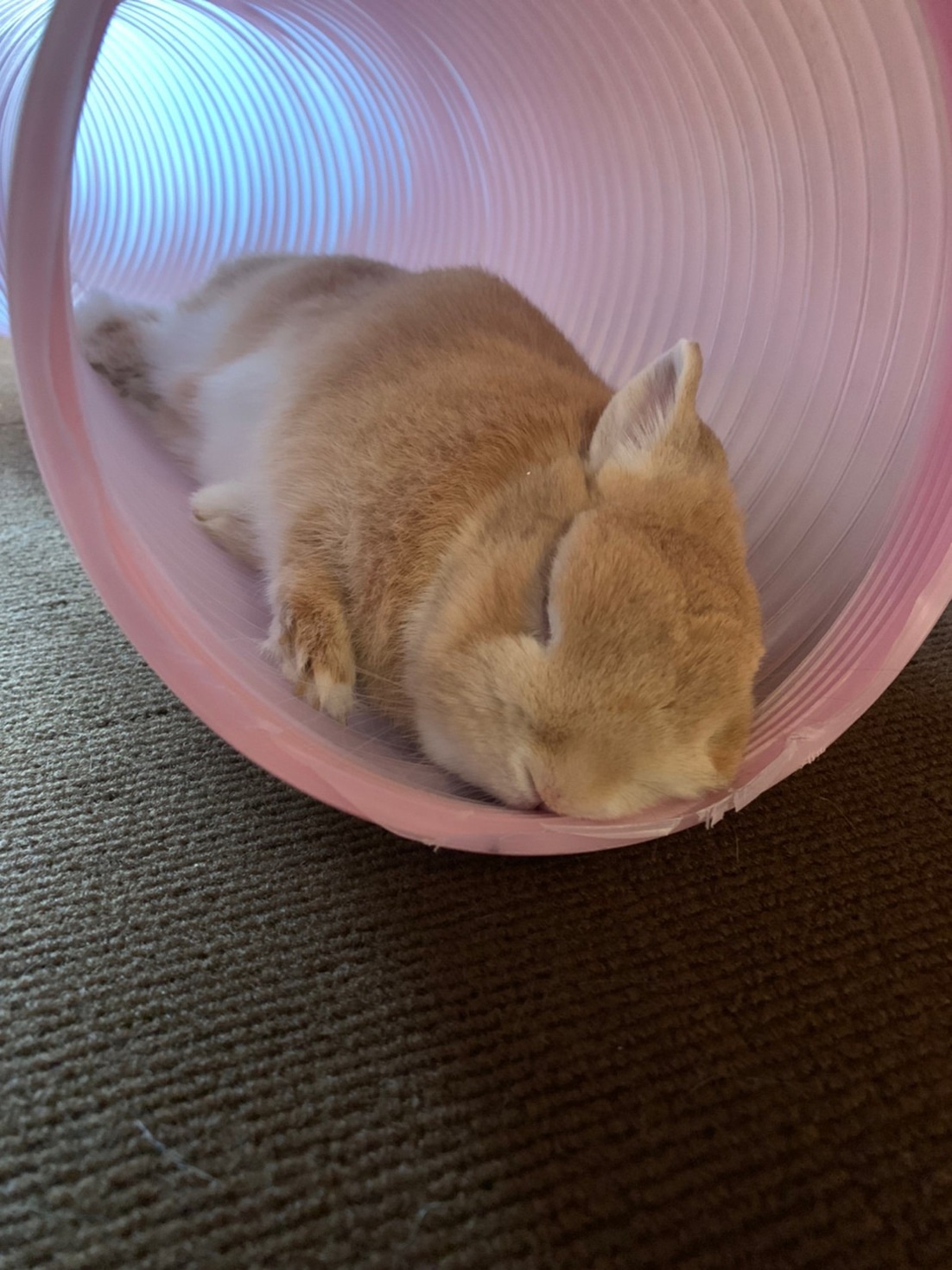 トンネルのおもちゃの中で眠るドワフちゃん。