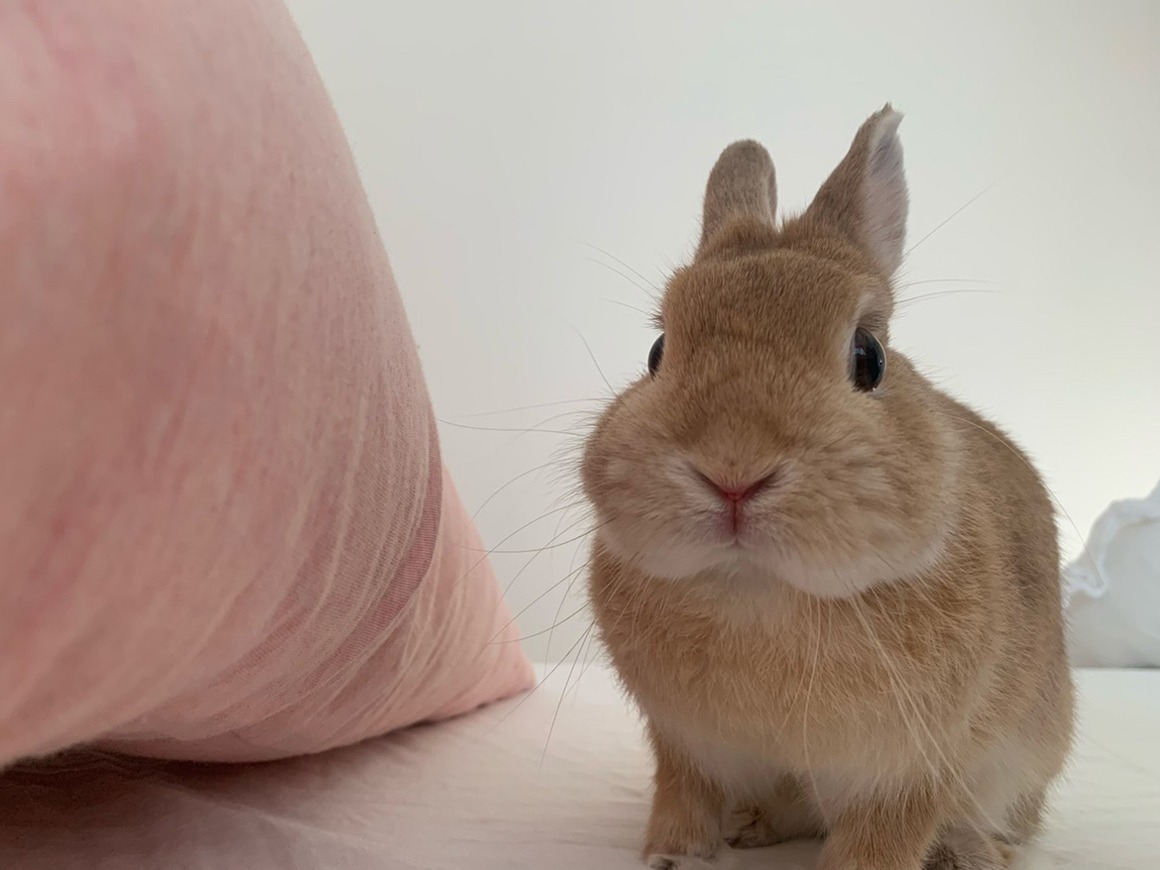 長いおひげがチャームポイントなドワフちゃん。