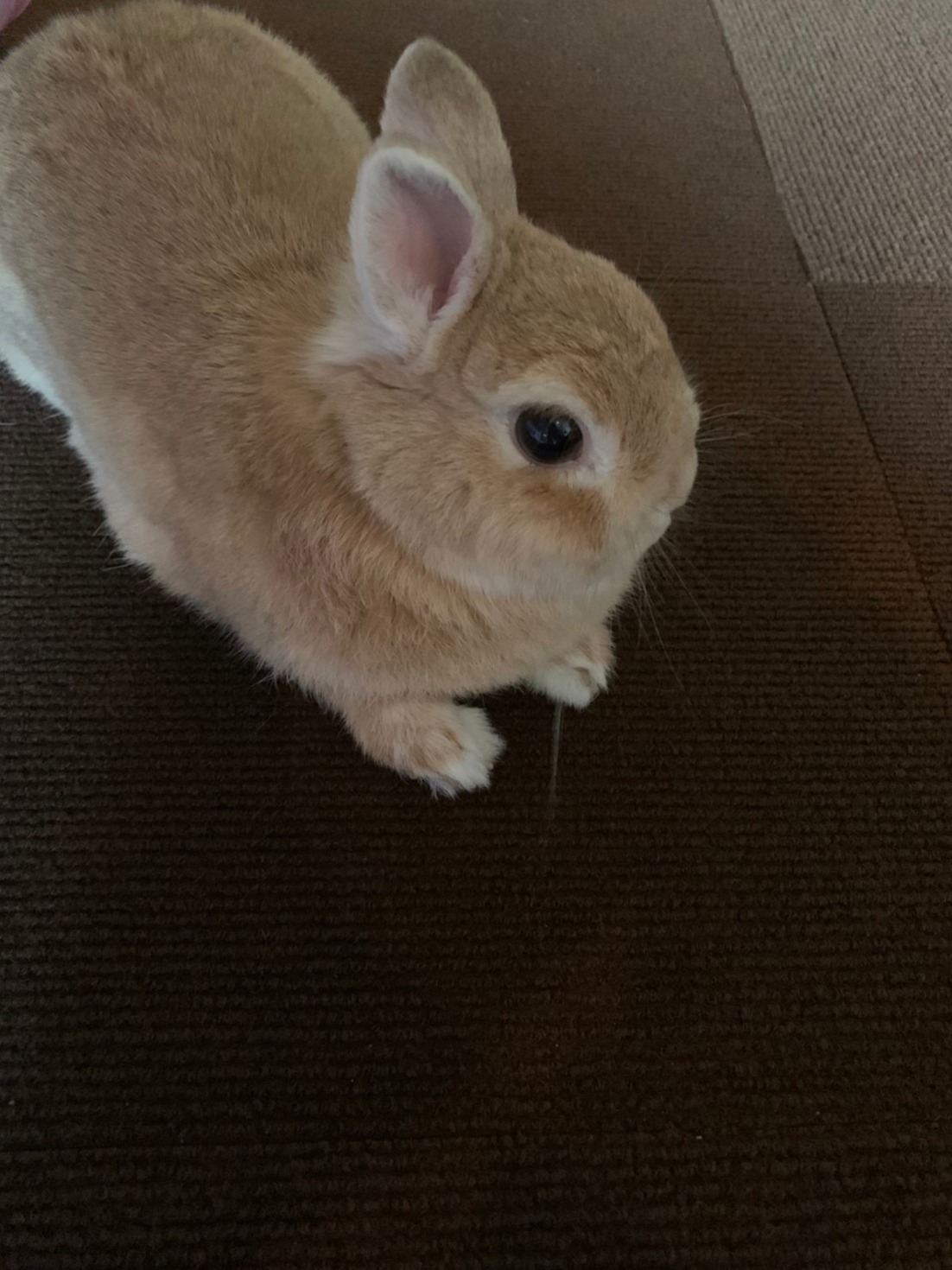 寝る前の暇そうなドワフちゃん。