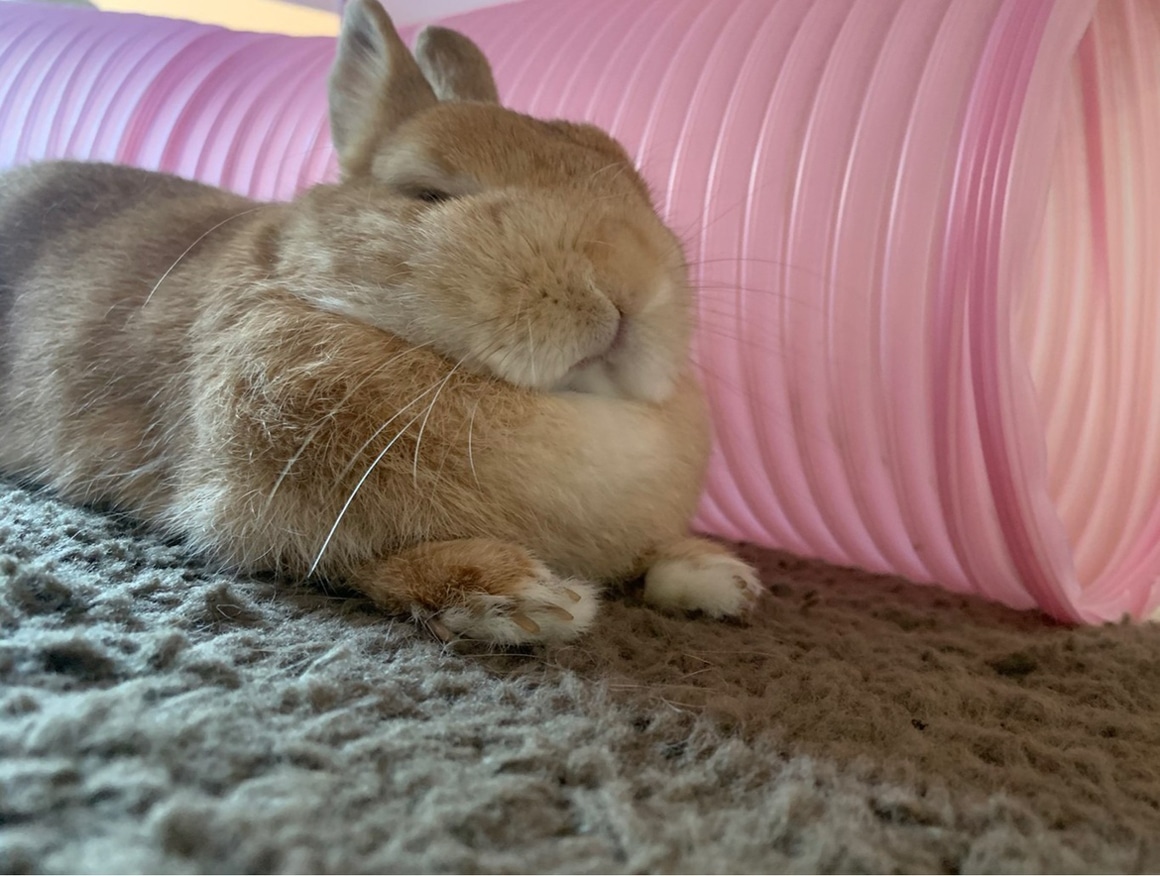 眠そうなドワフちゃん。