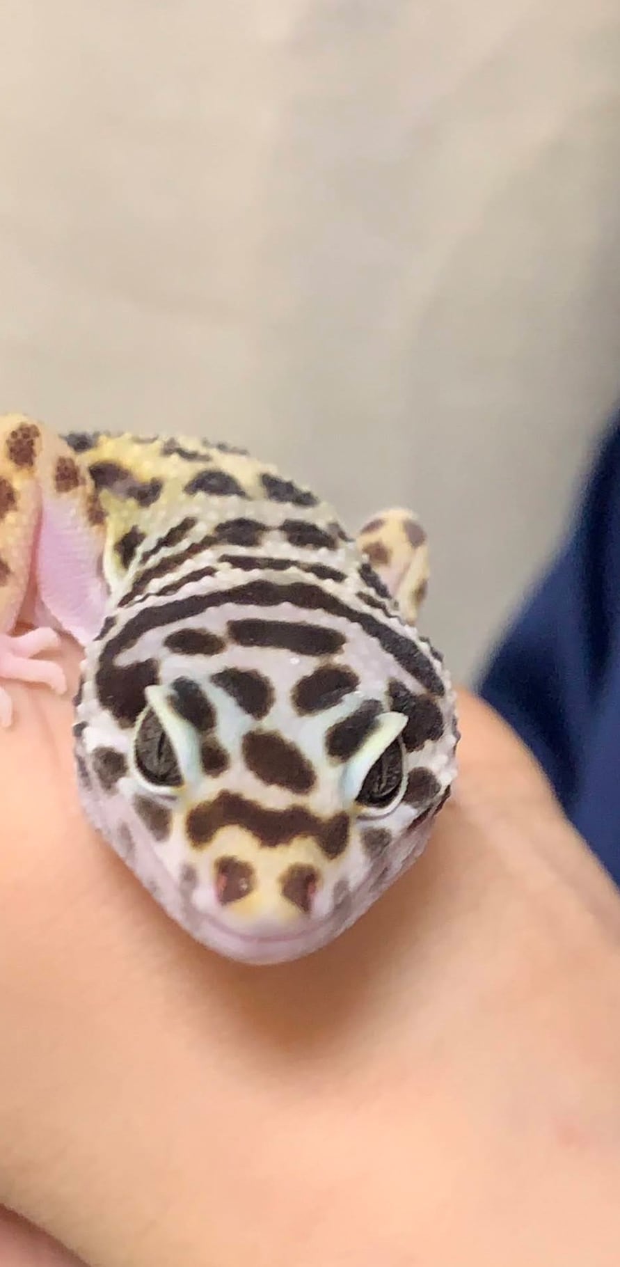 伊達花彩（いぎなり東北産）×ヒョウモントカゲモドキのまじゅまろ