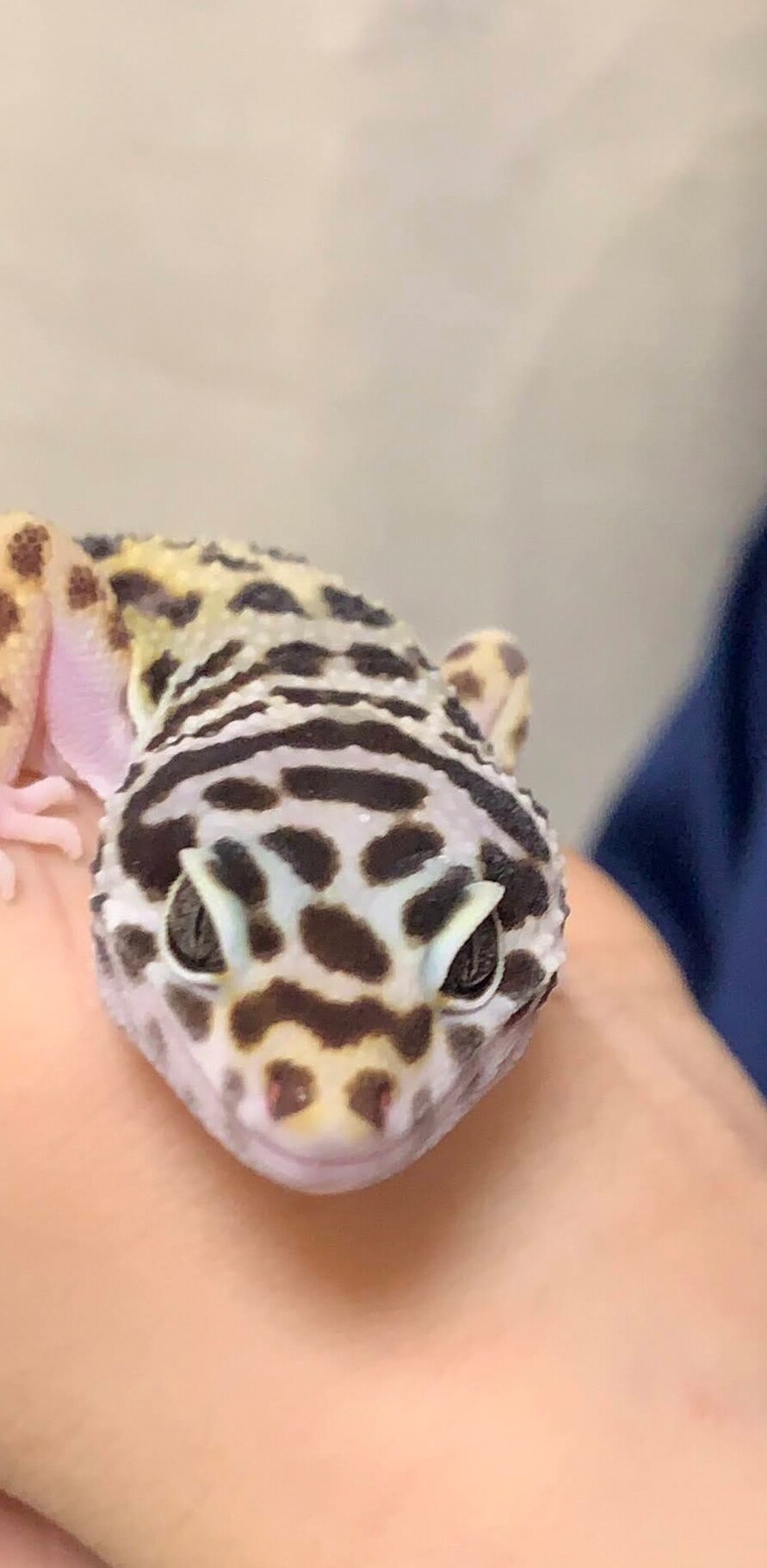 クリクリの目がチャームポイントのまじゅまろちゃん。