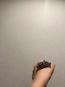 伊達花彩の手に乗るまじゅちゃん。