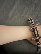 伊達花彩の手の上を横切るまじゅまろちゃん。