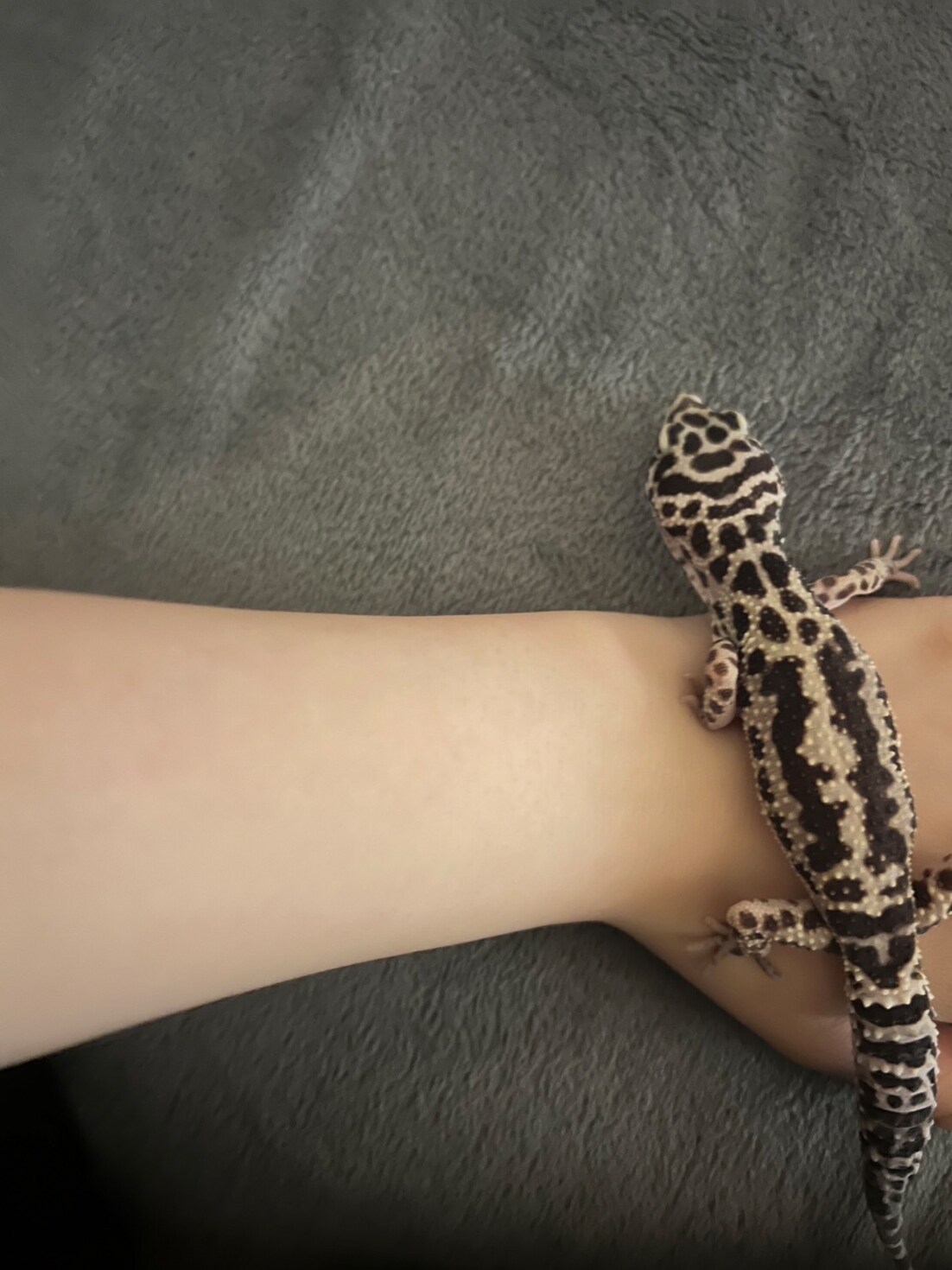 伊達花彩の手の上を横切るまじゅまろちゃん。