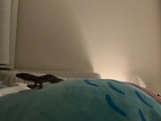 伊達花彩のベッドの上をお散歩するまじゅまろちゃん。