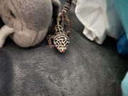 ぬいぐるみの横を歩くまじゅまろちゃん。