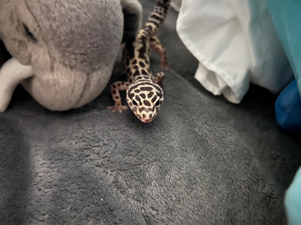 ぬいぐるみの横を歩くまじゅまろちゃん。