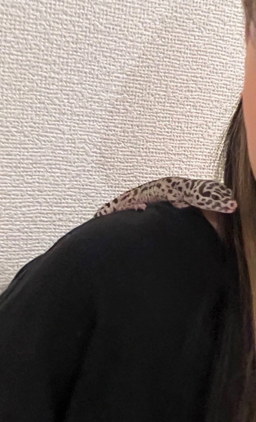 伊達花彩の肩に乗るまじゅまろちゃん。