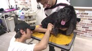 「嗚呼!!みんなの動物園」7月8日放送回より。(c)日本テレビ
