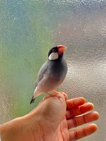 加藤成順の手に乗る麦くん。