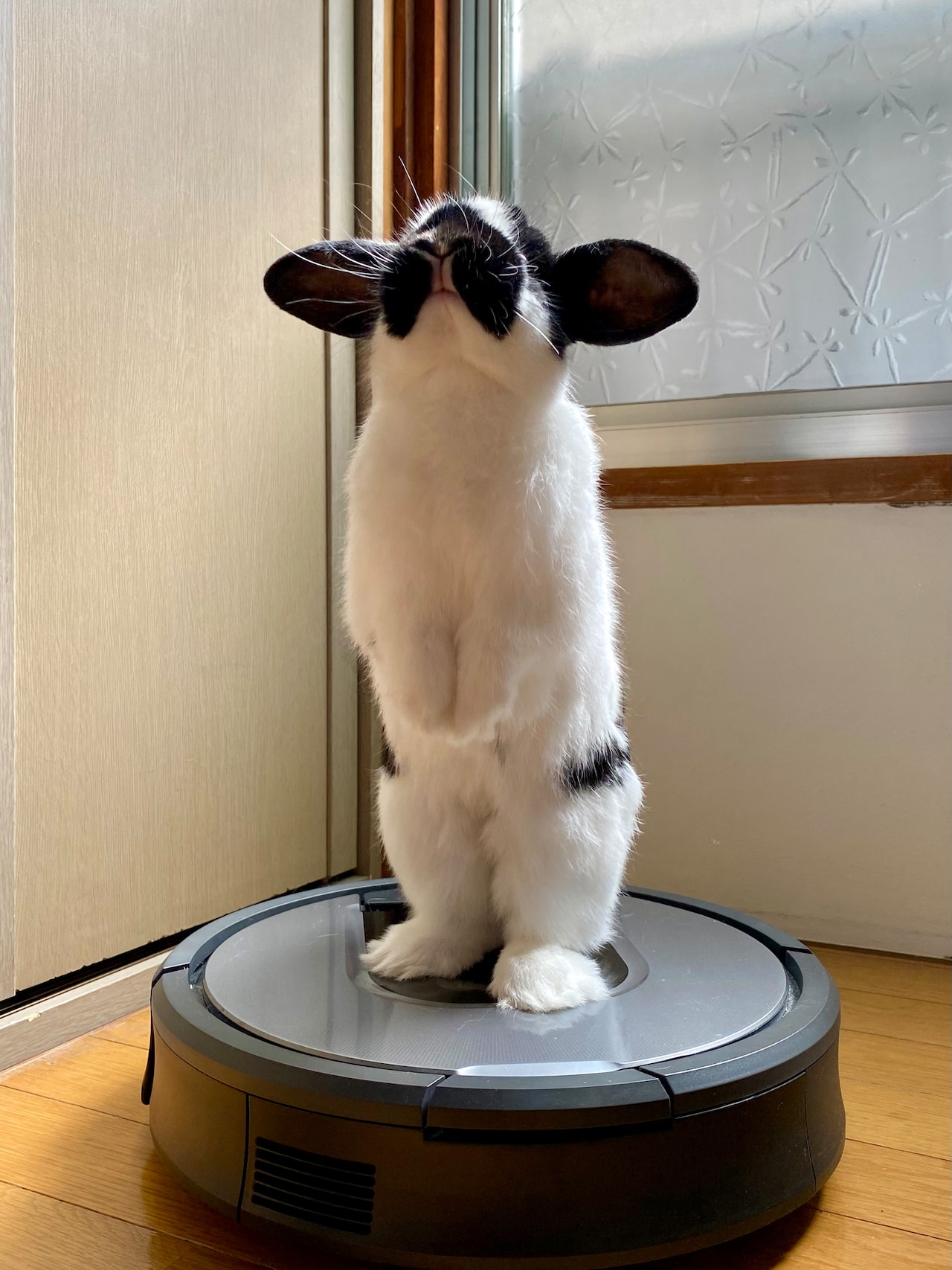 ルンバの上に立つおはぎくん。