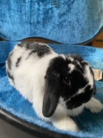 ギターケースの中に入るおはぎくん。