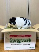 段ボールの上でチモシーを食べるおはぎくん。