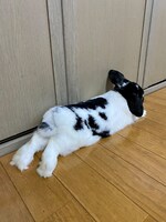 寝そべるおはぎくんの後ろ姿。