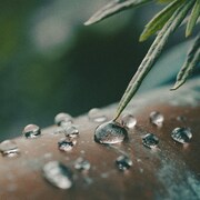 猫田ねたこ「dropss」配信ジャケット