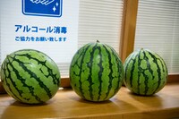 桜木心菜の家族から贈られたスイカ。