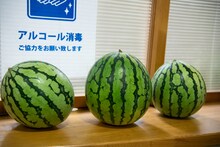 桜木心菜の家族から贈られたスイカ。