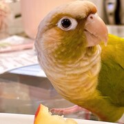 リンゴをかじるゴン。