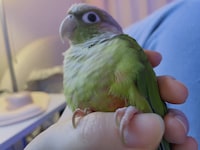 空野の手の中でくつろぐゴン。