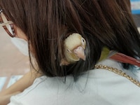 空野に迎えられた頃のゴン。