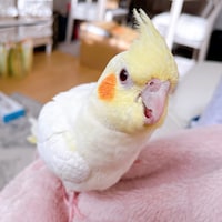 くちばしを開いているかめちゃん。