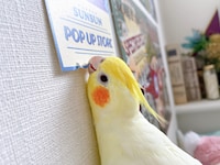 イタズラをするかめちゃん。