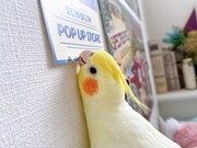 イタズラをするかめちゃん。