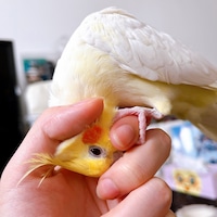 空野になでられるかめちゃん。