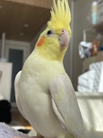 胸を張って起立するおつむ。