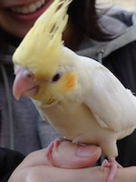 空野に迎えられた頃のおつむ。