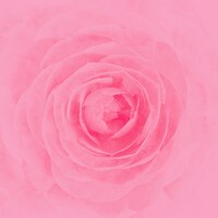 RAY「Camellia」ジャケット