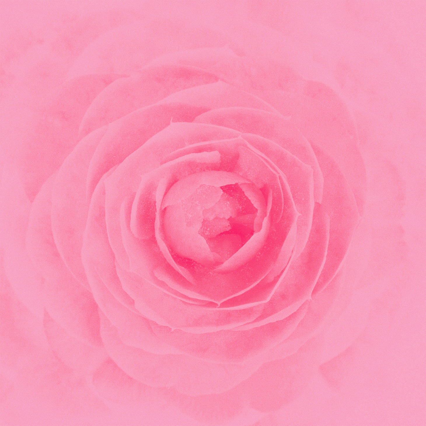 RAY「Camellia」ジャケット