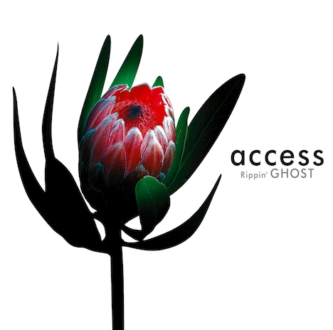 access「Rippin' GHOST」ジャケット