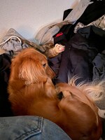 仲よく寄り添うネオくんとラッキー。