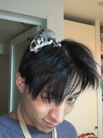 Kamusの頭に乗る要。