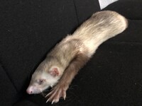 腕を伸ばして眠るネオくん。