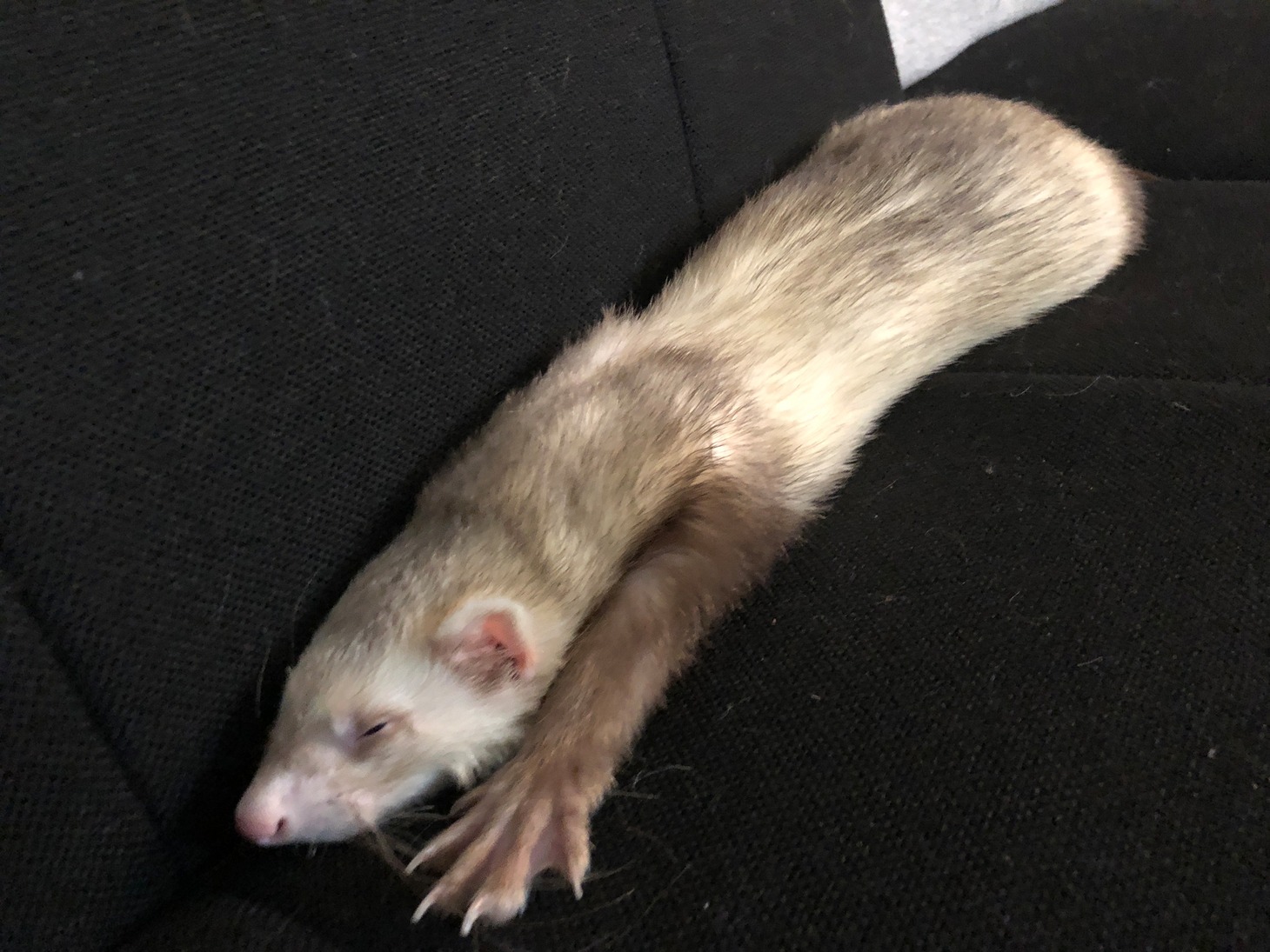 腕を伸ばして眠るネオくん。