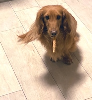 おやつをくわえるラッキー。