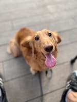 こちらを見上げるラッキー。