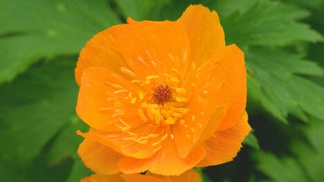 「植物学者・牧野富太郎の冒険をたどる利尻山＆横倉山の旅」より。（写真提供：NHK）