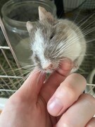 根本凪に顎の下をなでられるごまふ。