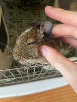 根本凪に耳の裏をなでられるおこげ。