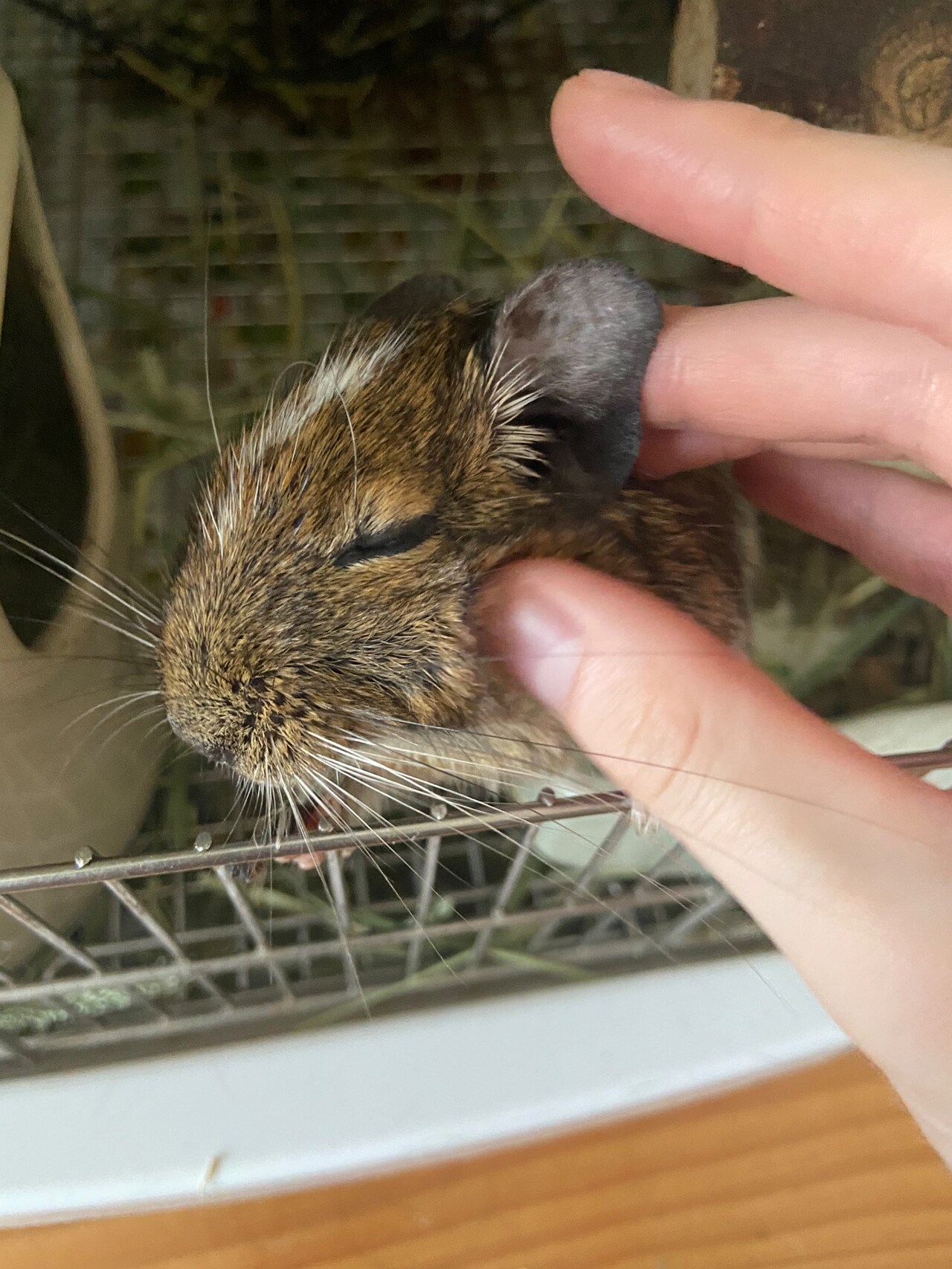 根本凪に耳の裏をなでられるおこげ。