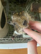 根本凪に顎の下をなでられるおこげ。