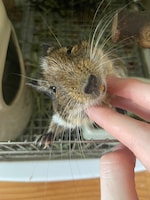 根本凪に顎の下をなでられるおこげ。