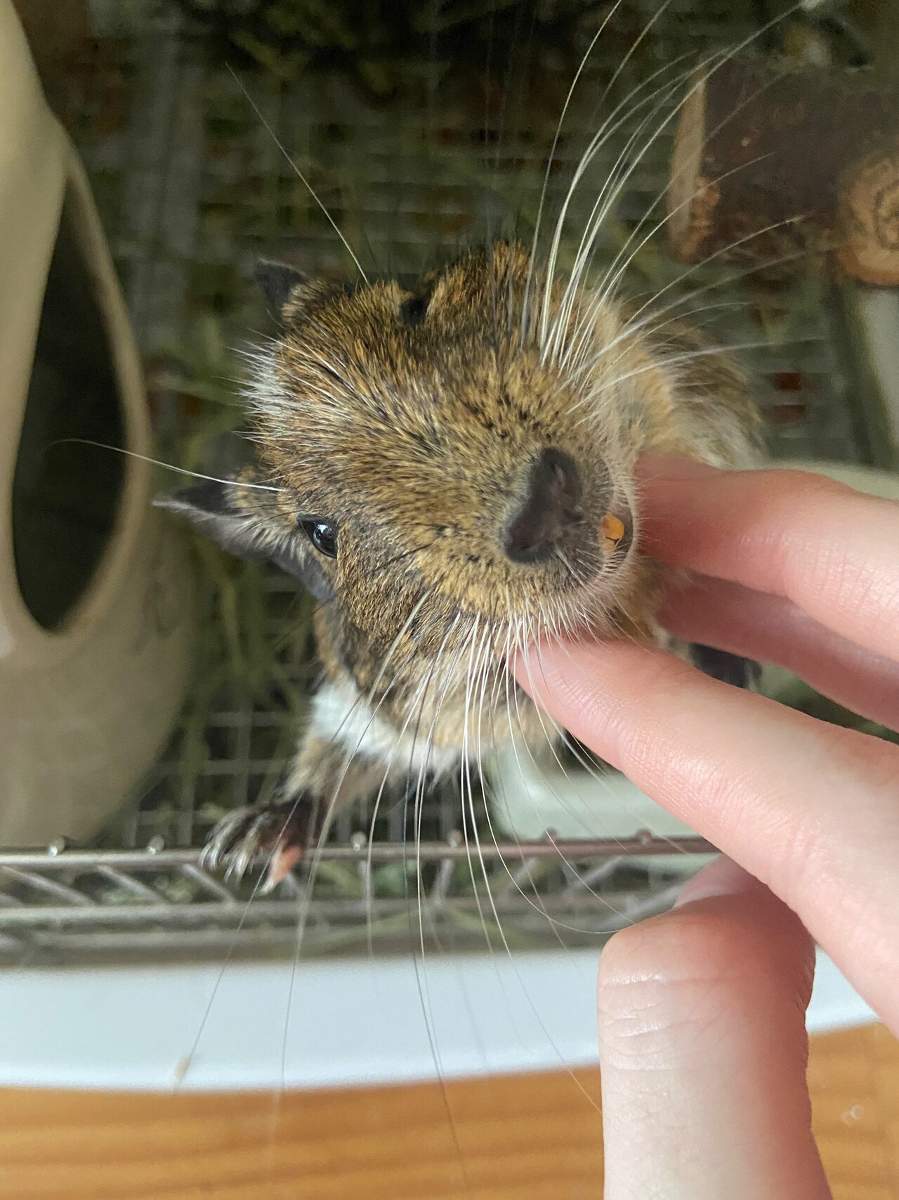 根本凪に顎の下をなでられるおこげ。